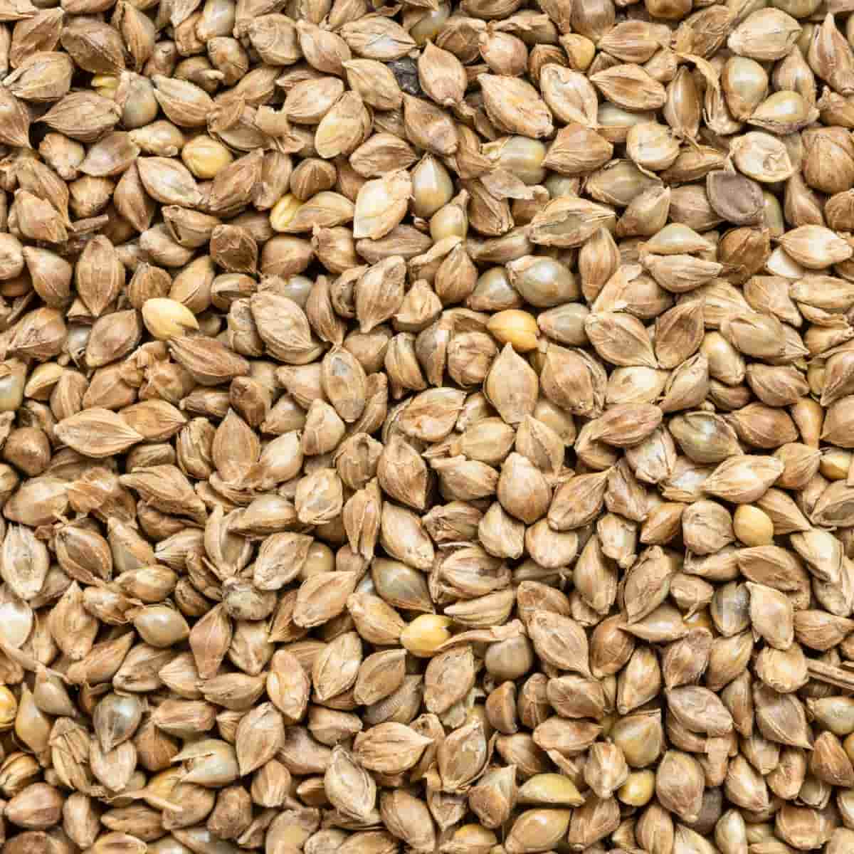 Whole-Grain Barnyard Millet Seeds