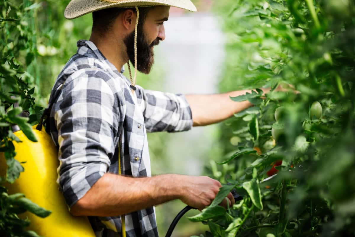 Man Spraying Tomato Plant in Greenhouse