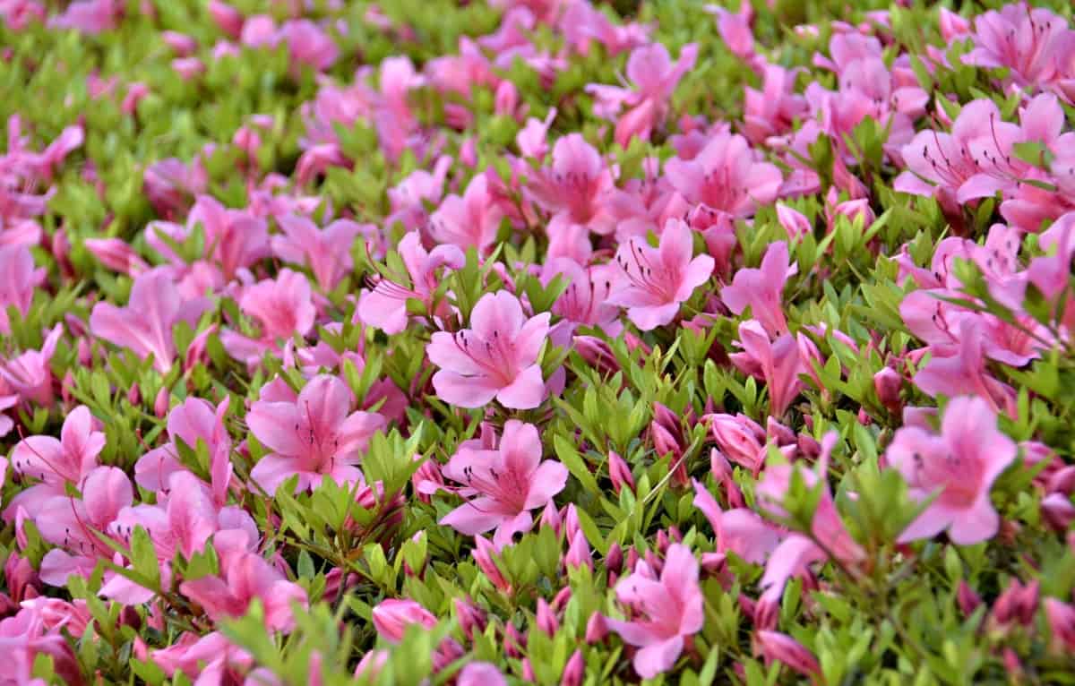 Growing and Caring for Azaleas