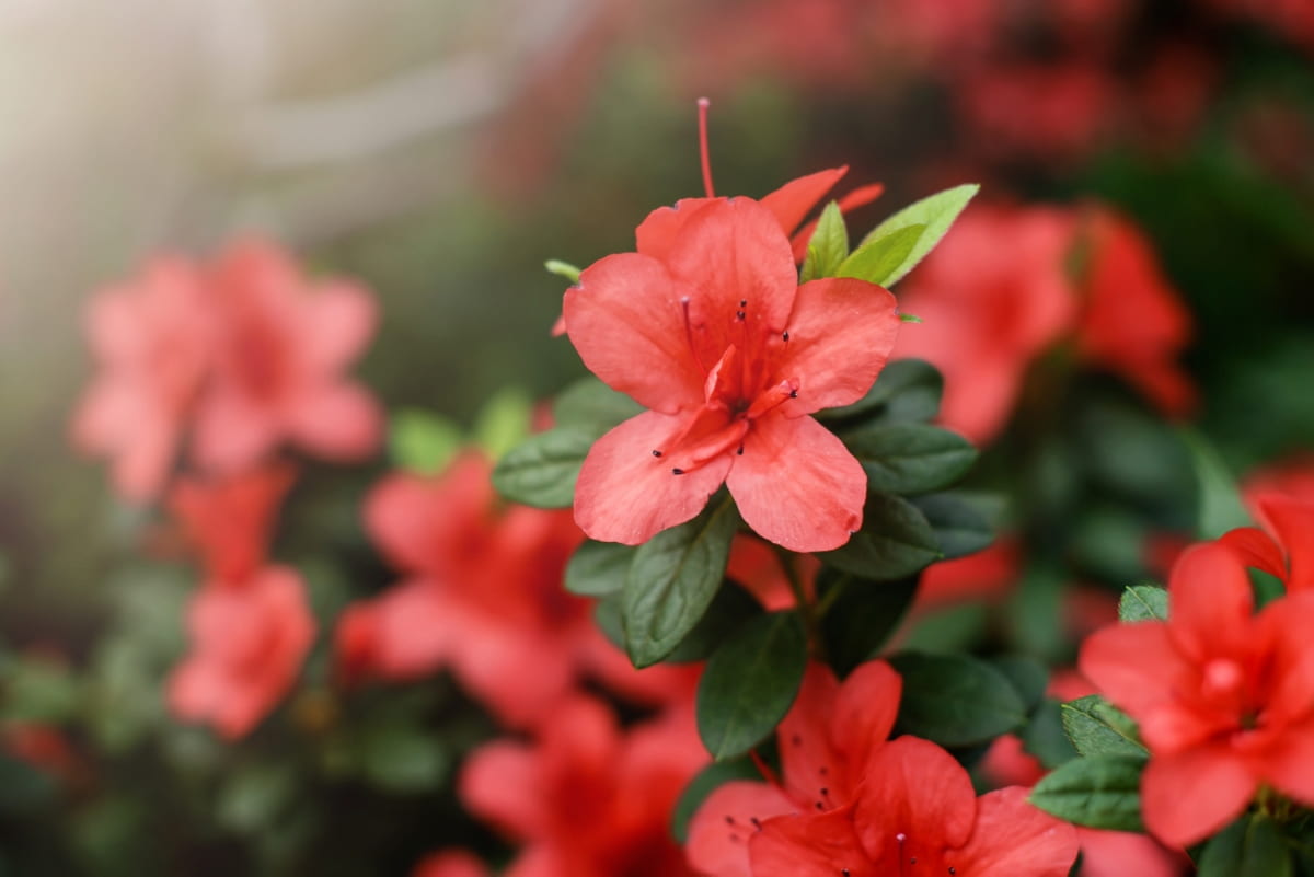 Red Azalea Flowers