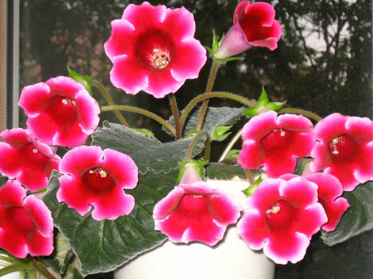 Growing and Caring for Gloxinia Plants