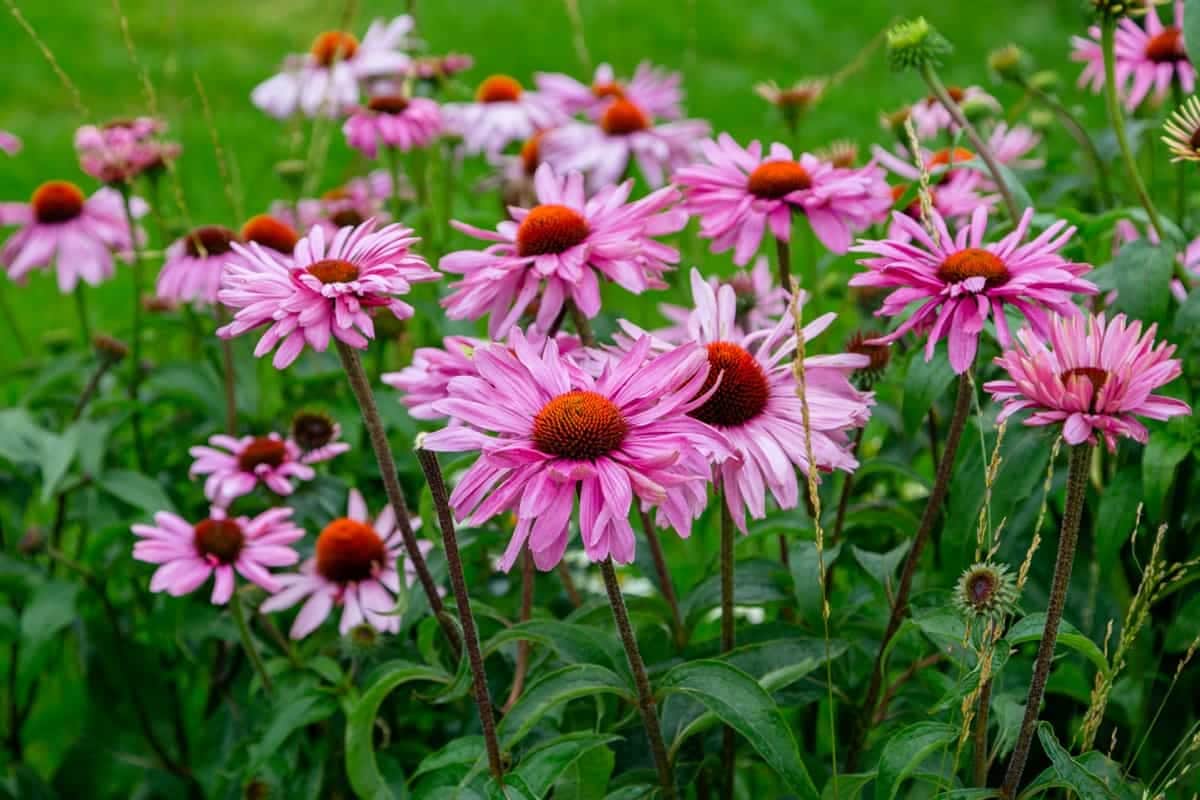 Guide to Grow and Care for Coneflowers