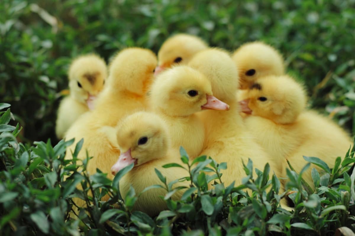 Guide to Raising Ducklings