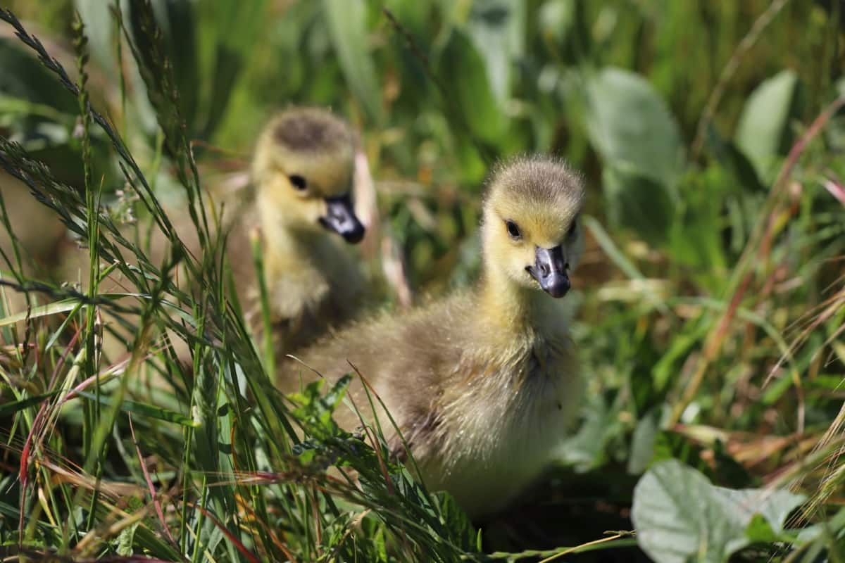 Ducklings in The Green Field