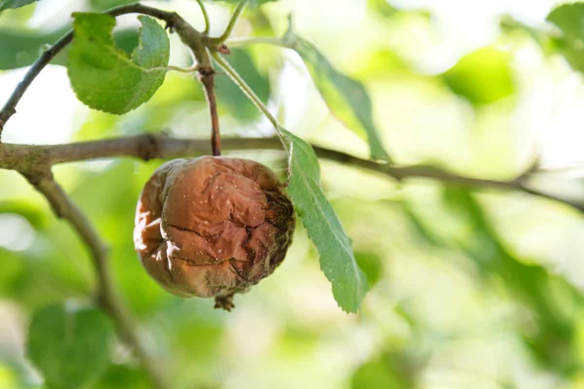 10 Home Remedies for Fungal Diseases in Fruit Trees