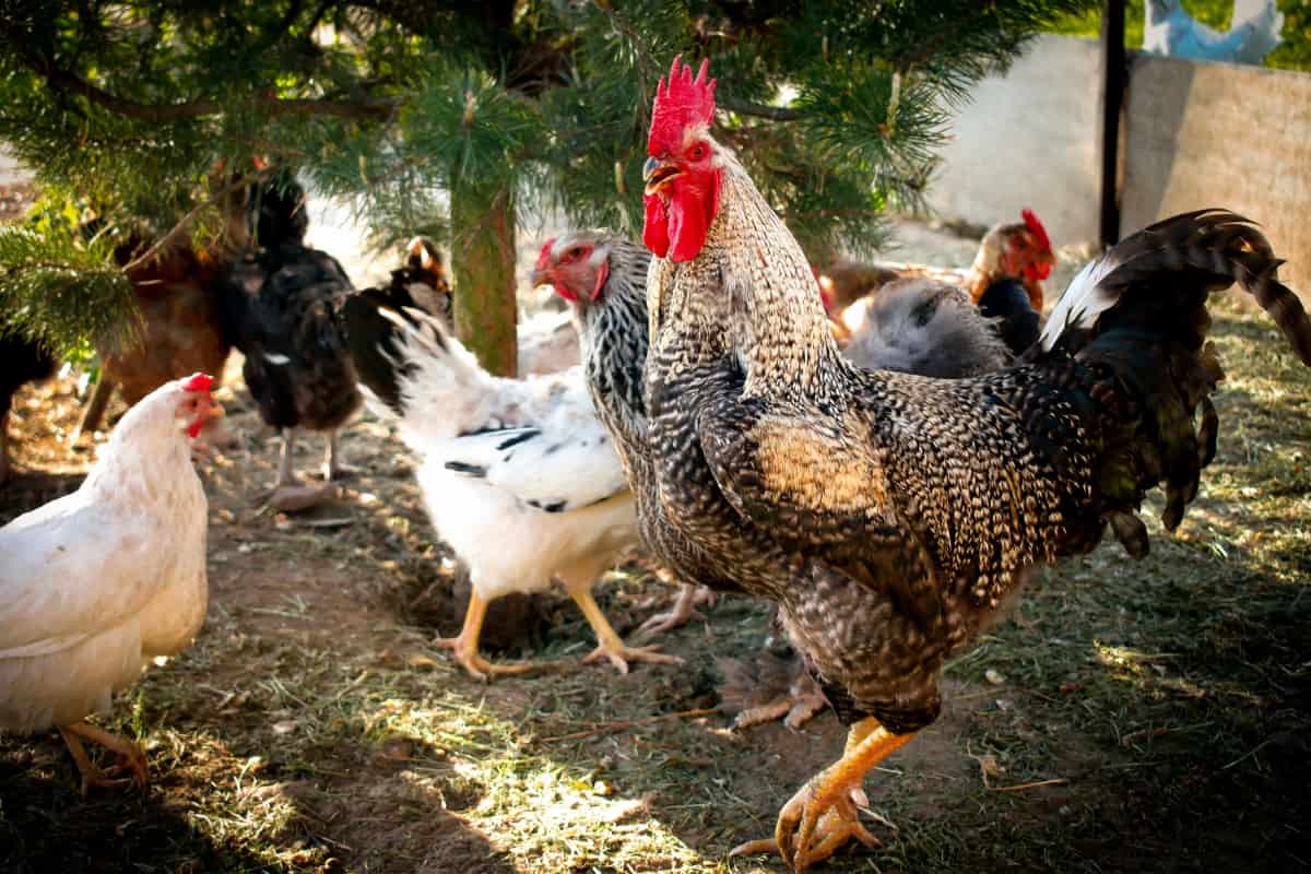 How To Treat Diarrhea in Backyard Chickens
