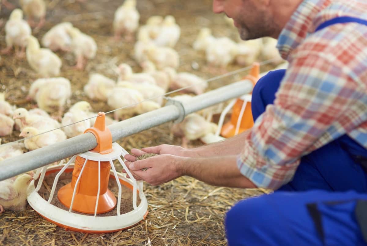 How to Choose Organic Chicken Feed