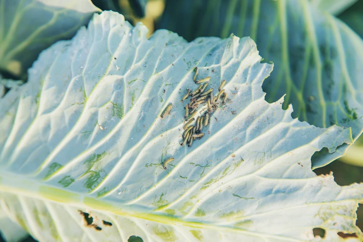 How to Control Cabbage Worms and Caterpillars