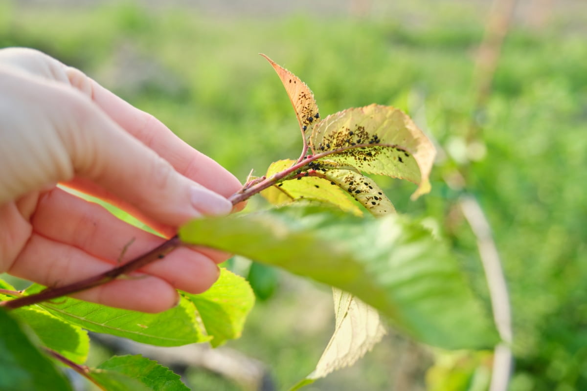 How to Control and Eradicate Aphids