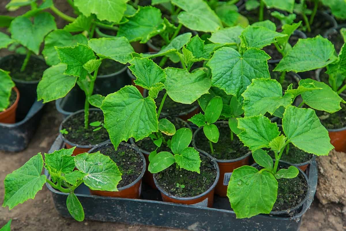 How to Grow Cucumbers from Seeds in Pots/containers
