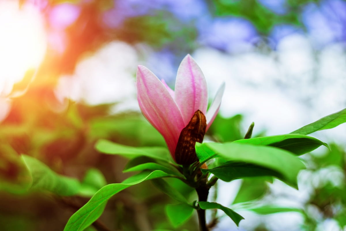 How to Grow Magnolia Tree From Cuttings and Seed