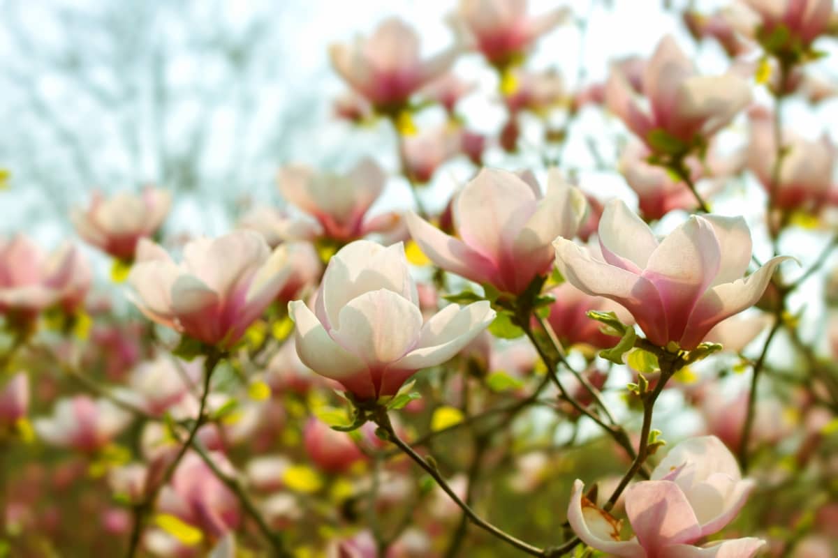Pink Magnolia Flowers