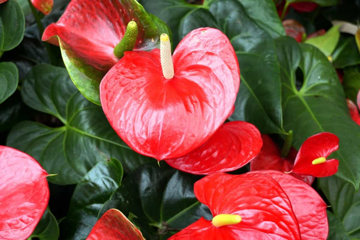 How to Grow and Care for Anthurium Flowers