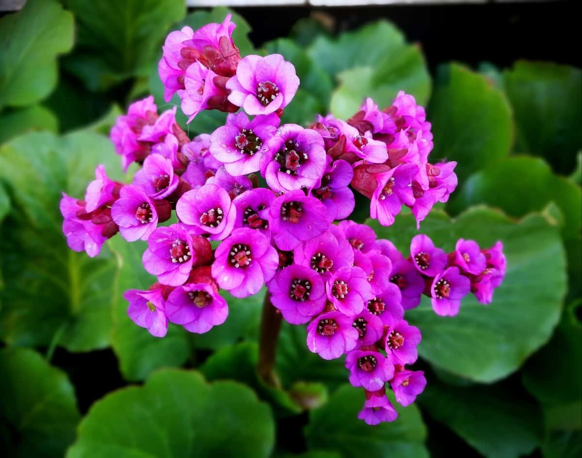 How to Grow and Care for Bergenia Flowers
