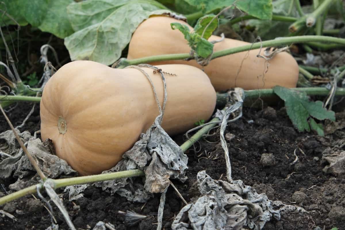 How to Grow and Care for Butternut Squash