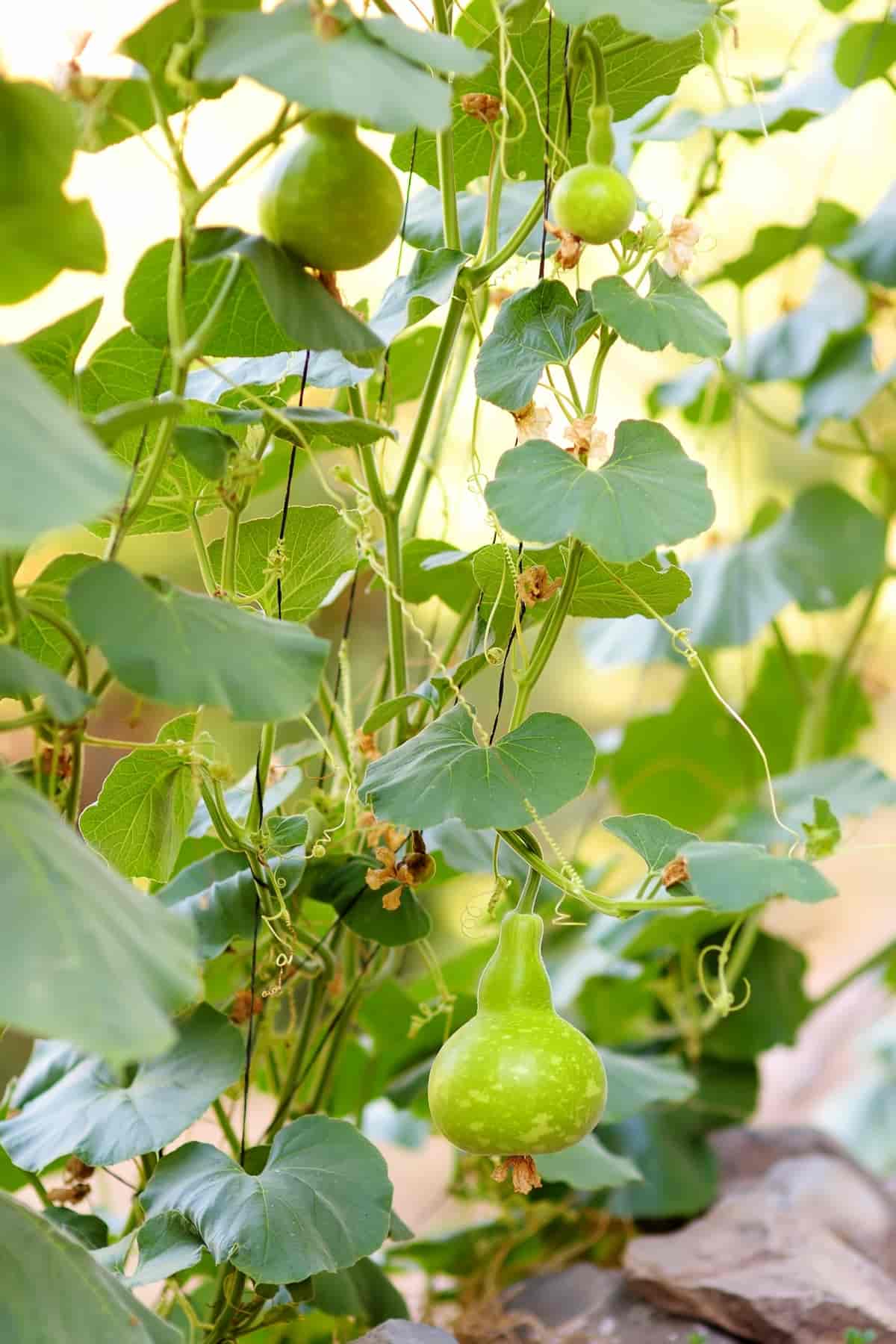 Butternut Squash in Home Garden 
