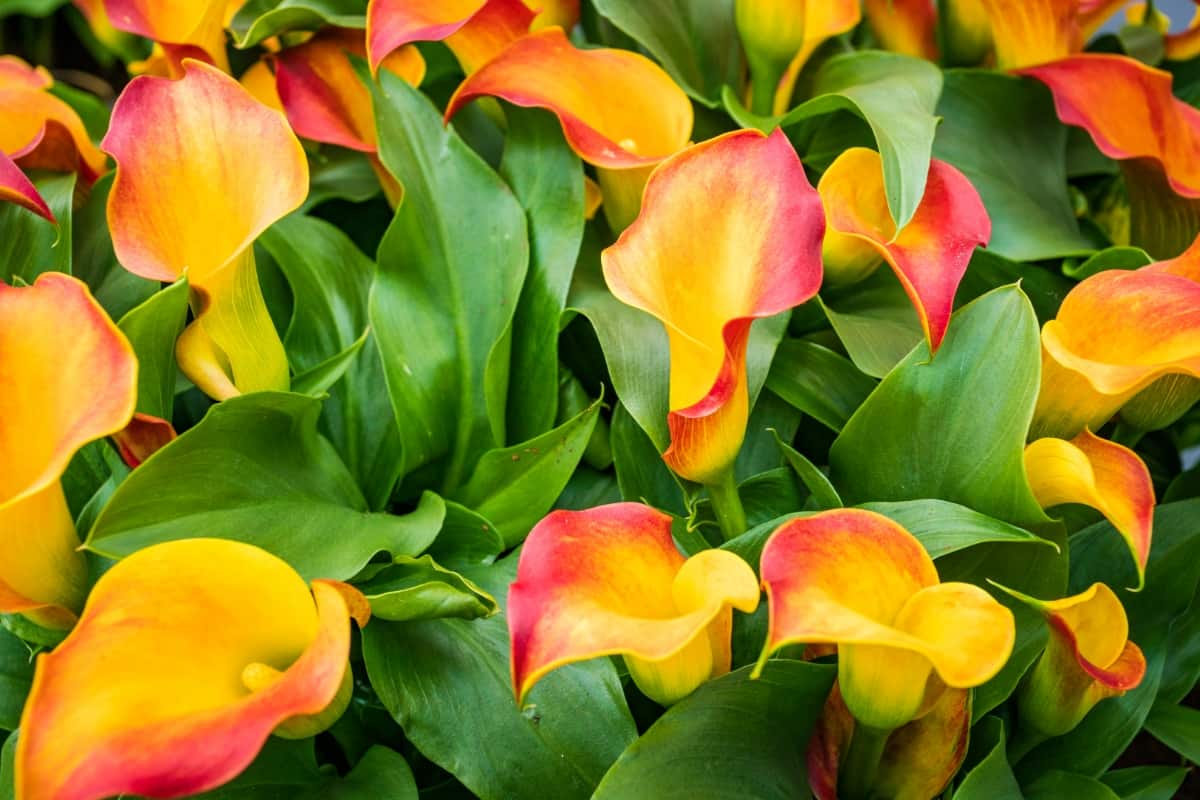 How to Grow and Care for Calla Lily
