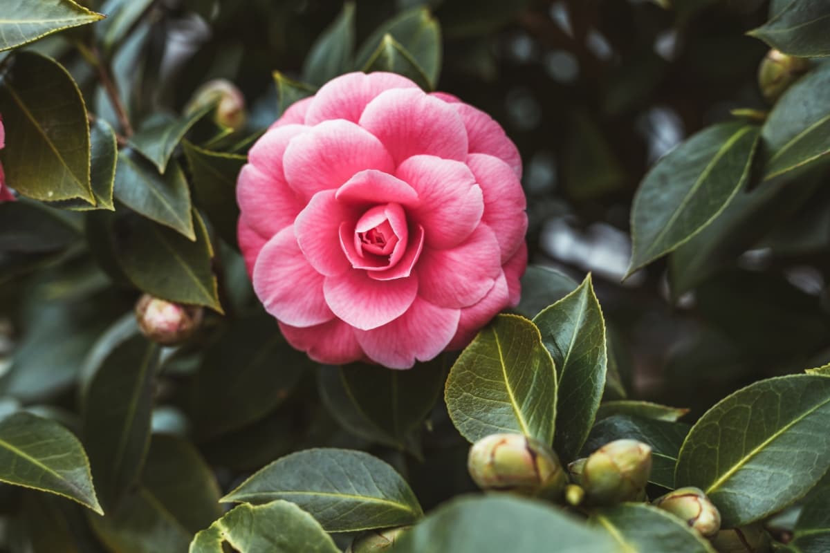 Beautiful Pink Camellia Bush 
