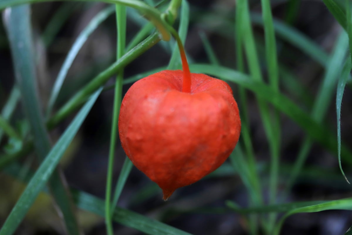 How to Grow and Care for Chinese Lantern Plant