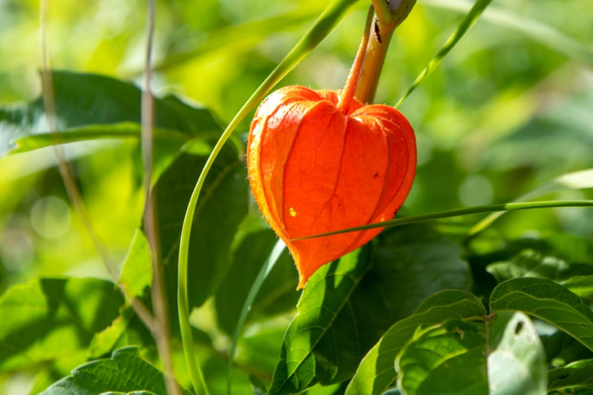 Orange Fruit of Physalis Plant