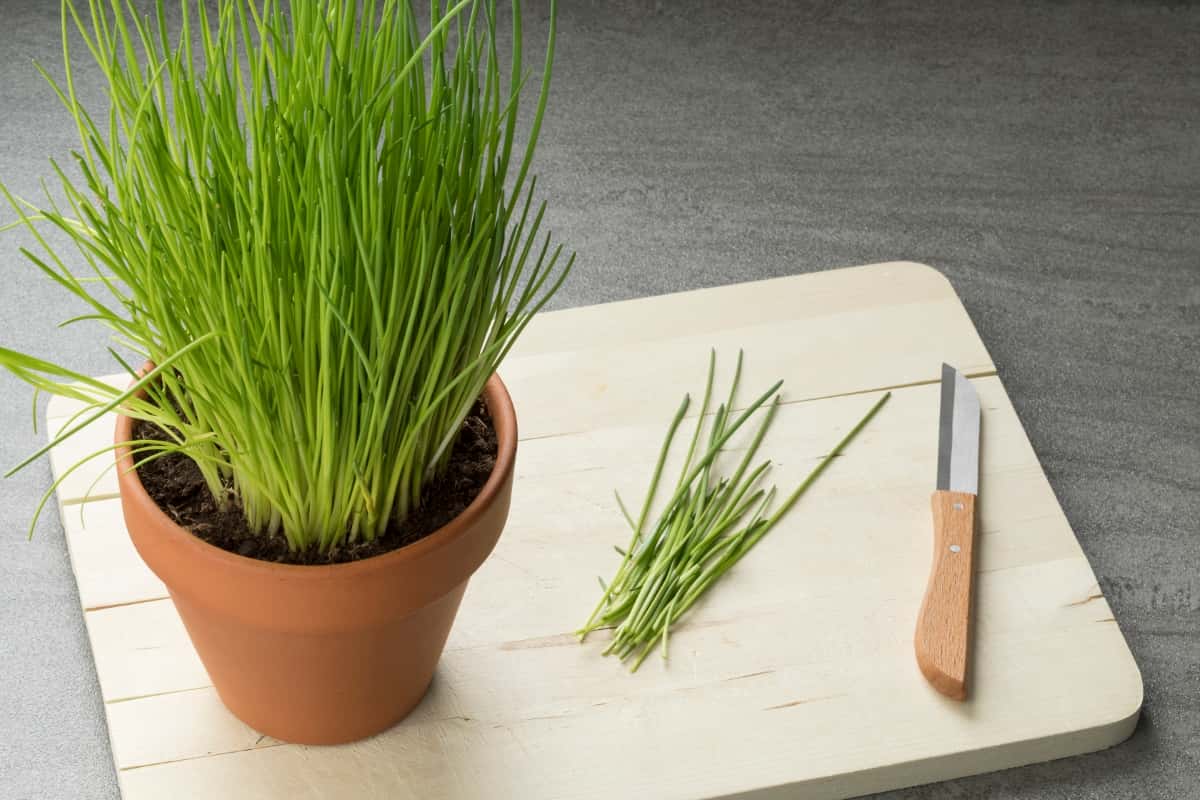 Pot with Fresh Chives