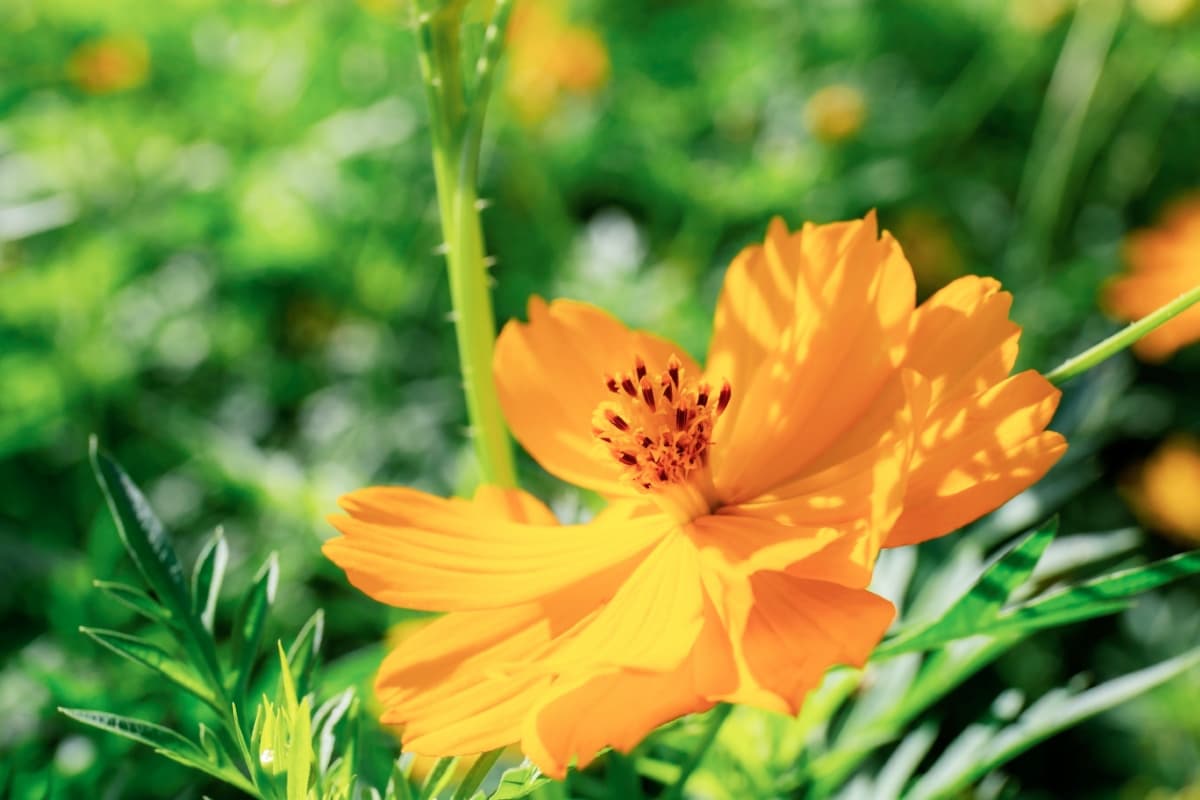 How to Grow and Care for Cosmos Flowers
