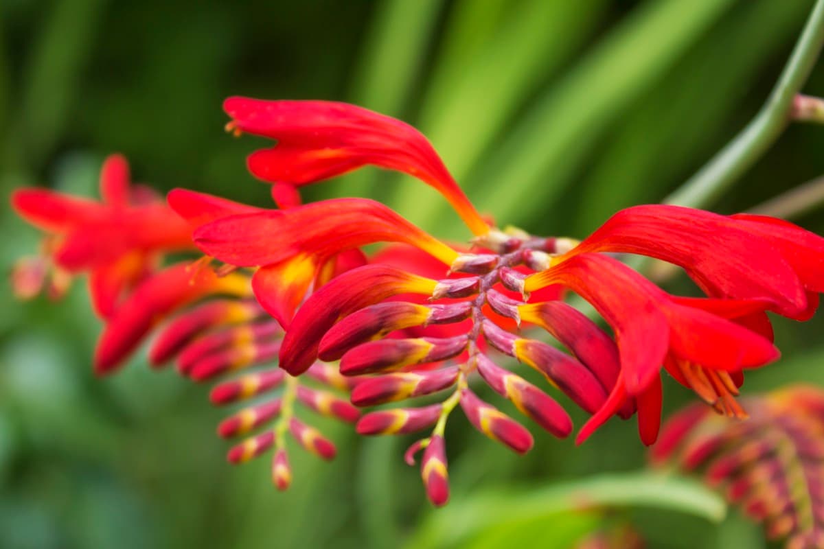 How to Grow and Care for Crocosmia Plants