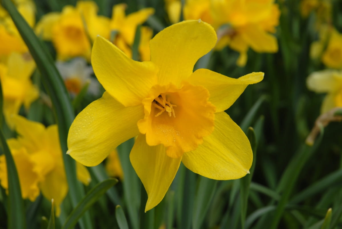 How to Grow and Care for Daffodil Flowers