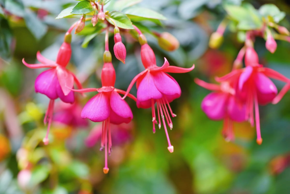 How to Grow and Care for Fuchsia Flowers