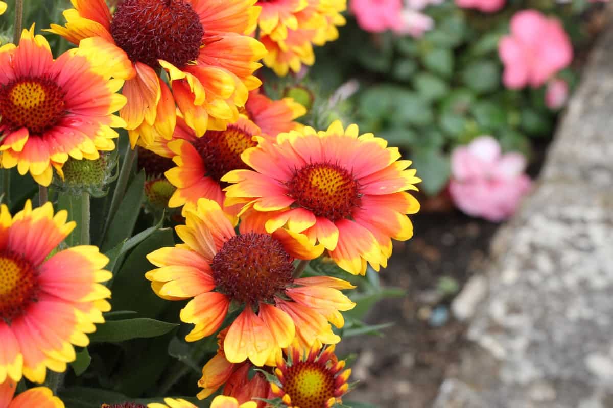 How to Grow and Care for Gaillardia