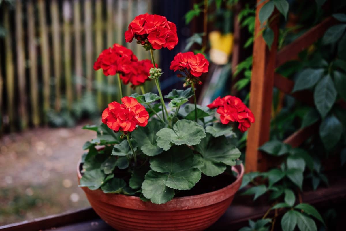 How to Grow and Care for Geranium in Pots