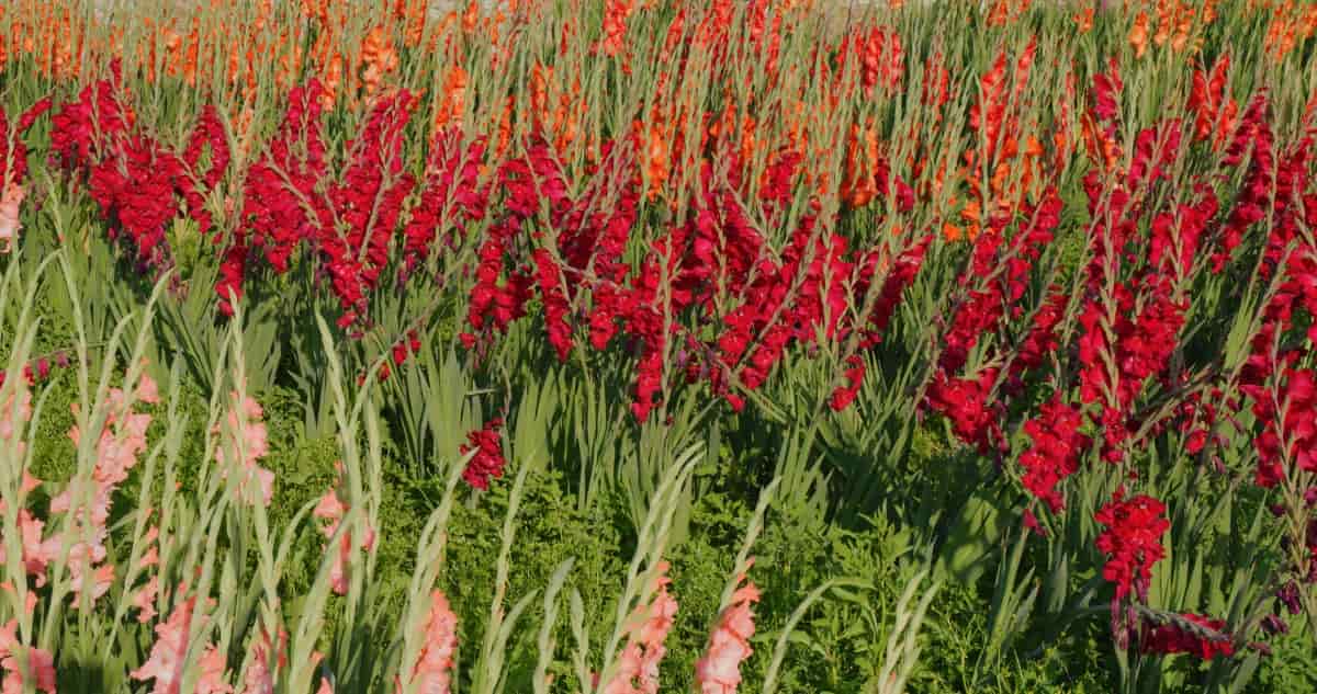 Red Gladiolus Flower Farm