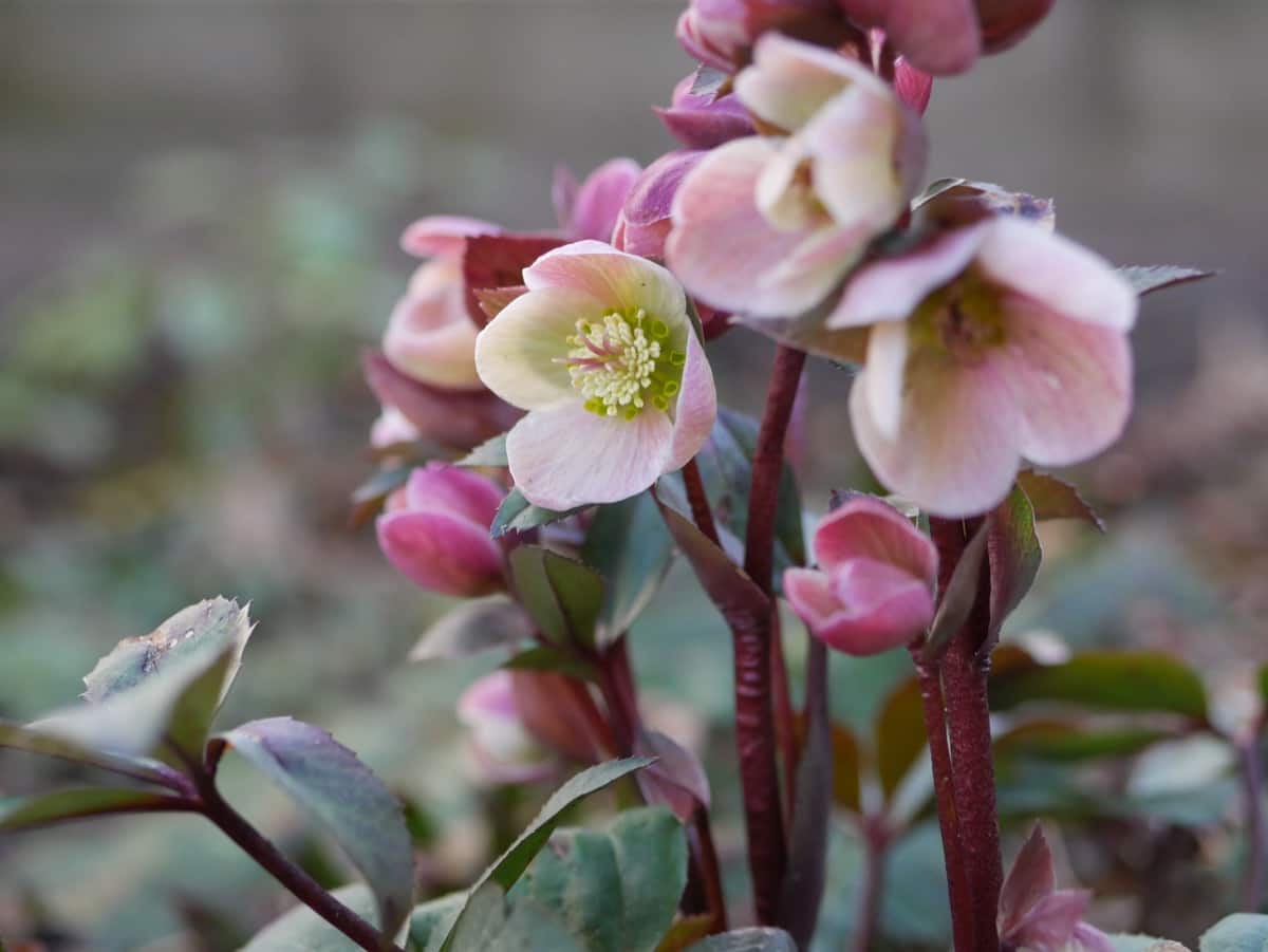 How to Grow and Care for Hellebore Plants 