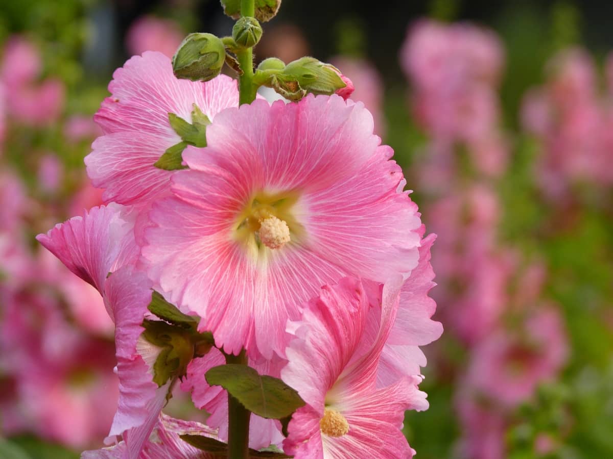 How to Grow and Care for Hollyhock