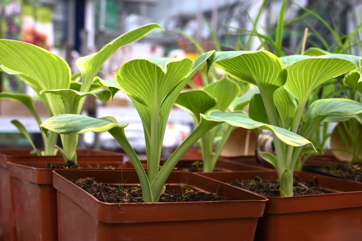 How to Grow and Care for Hosta