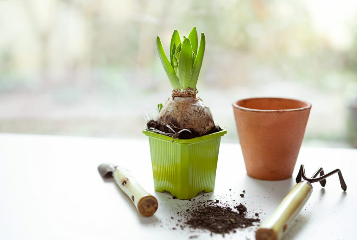 How to Grow and Care for Hyacinth Plants