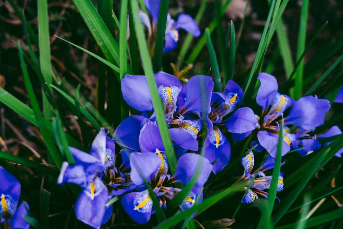 How to Grow and Care for Iris Plants
