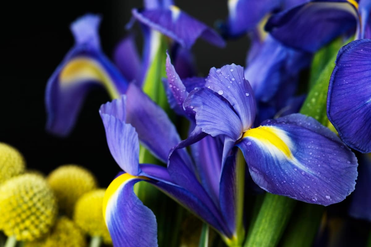 Closeup of Iris Flower