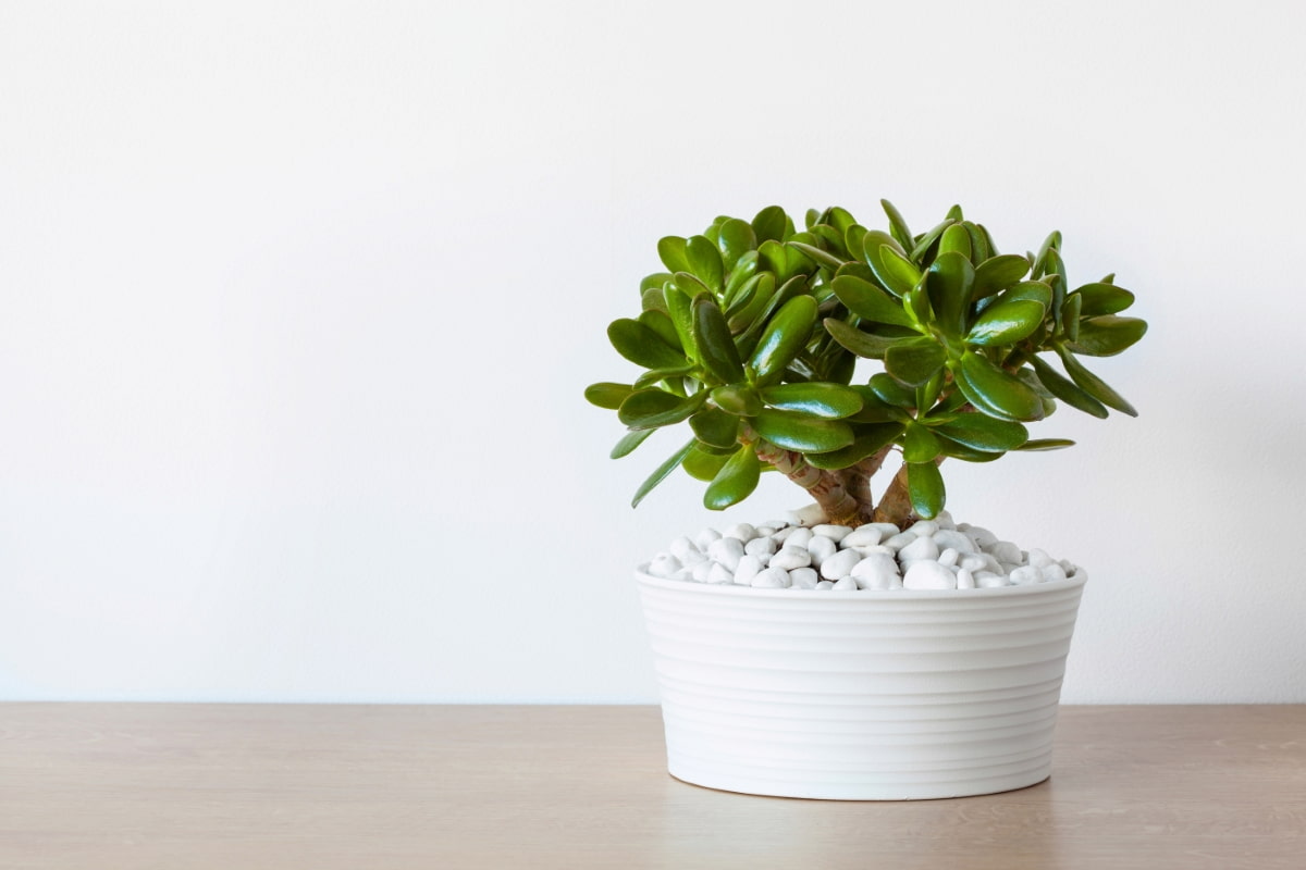 How to Grow and Care for Jade Plants
