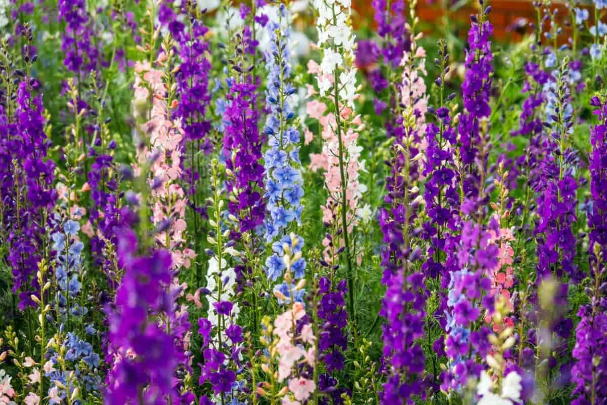 How to Grow and Care for Larkspur