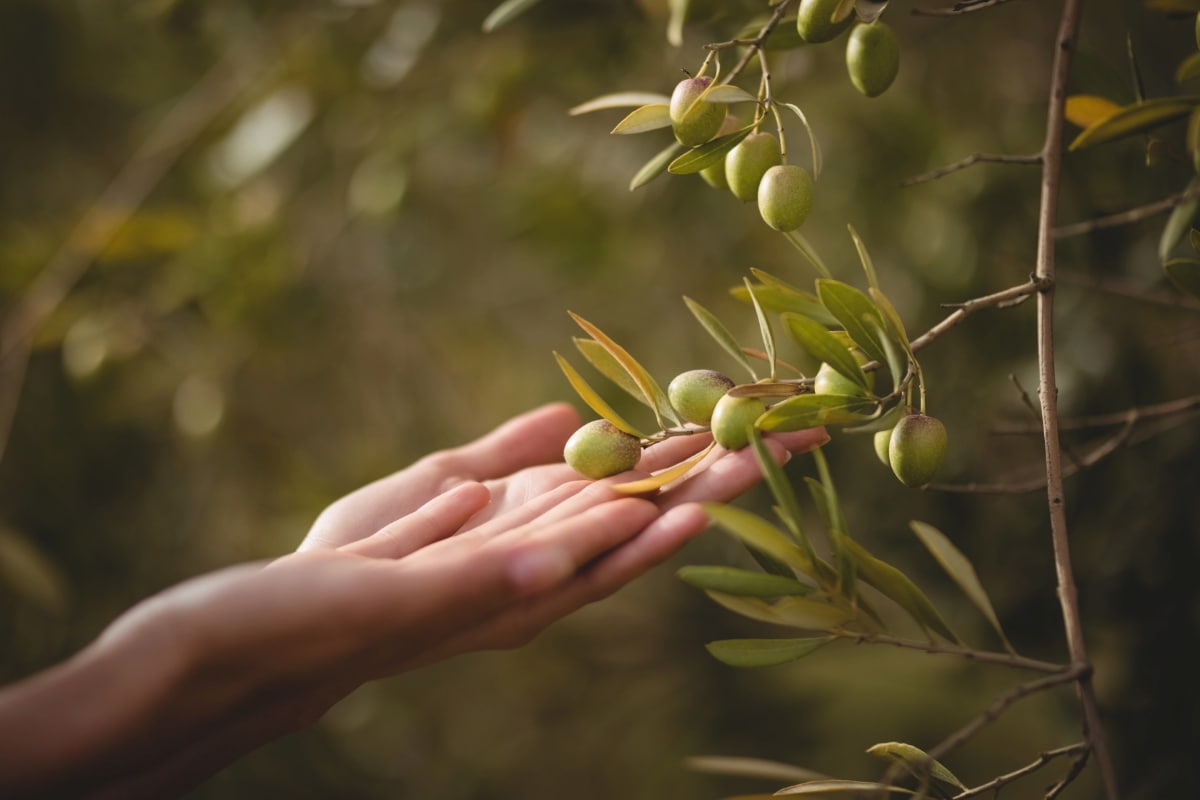 How to Grow and Care for Olive Trees