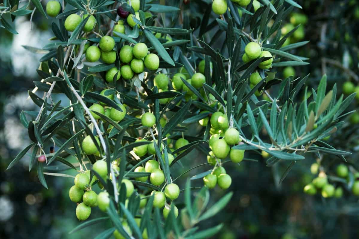Olives on Olive Tree