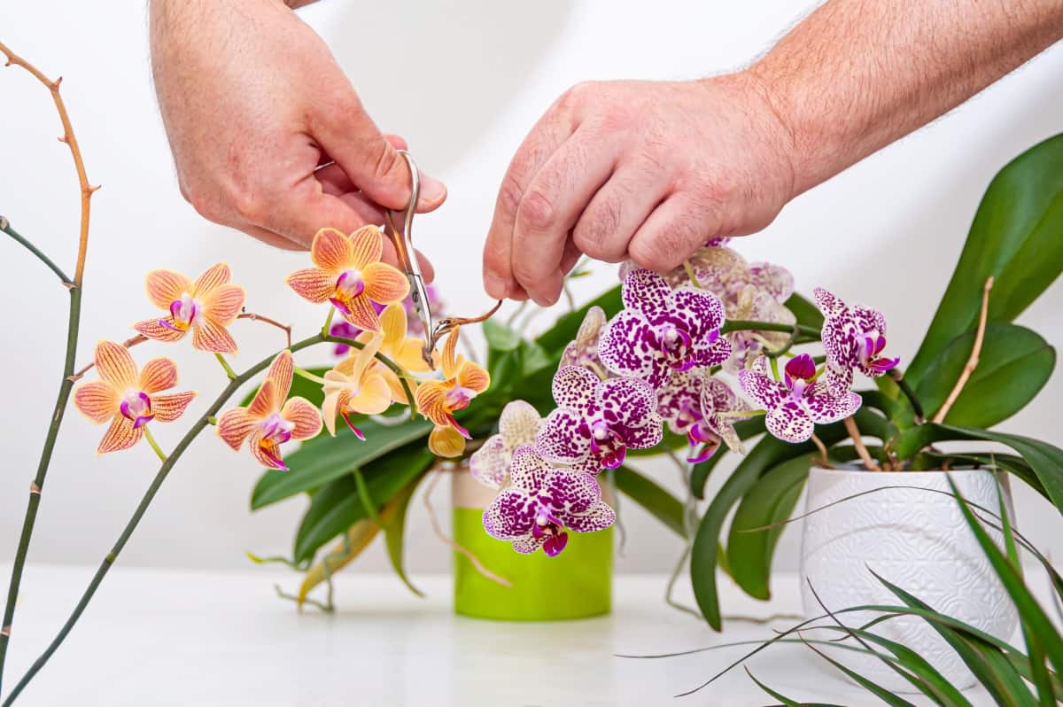 How to Grow and Care for Orchid Plants Indoors