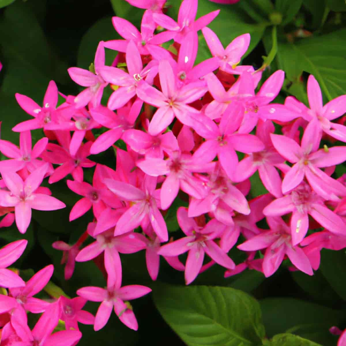 How to Grow and Care for Pentas