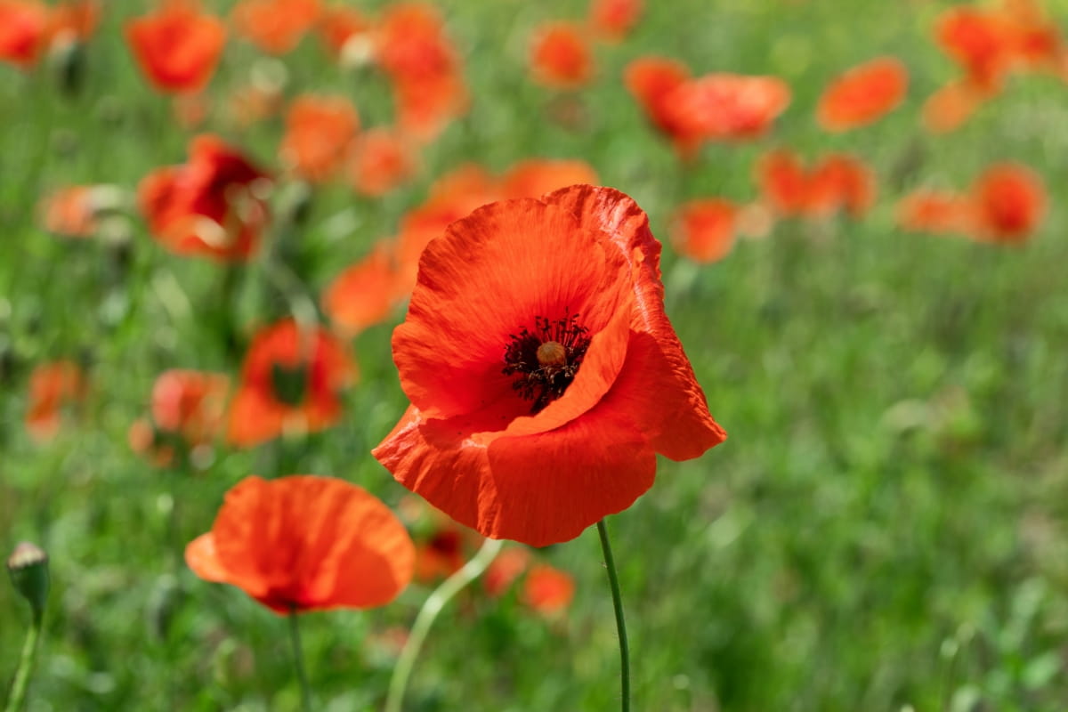 How to Grow and Care for Poppy Flowers
