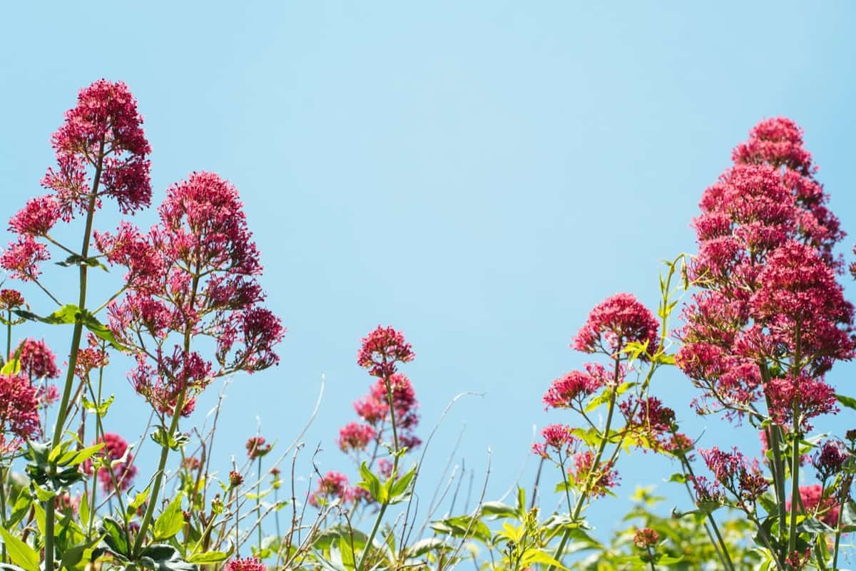 How to Grow and Care for Red Valerian 