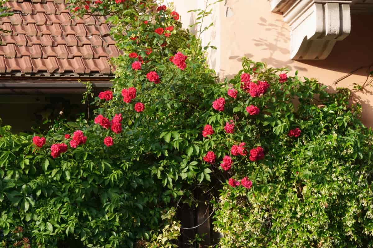 How to Grow and Care for Rose Plants
