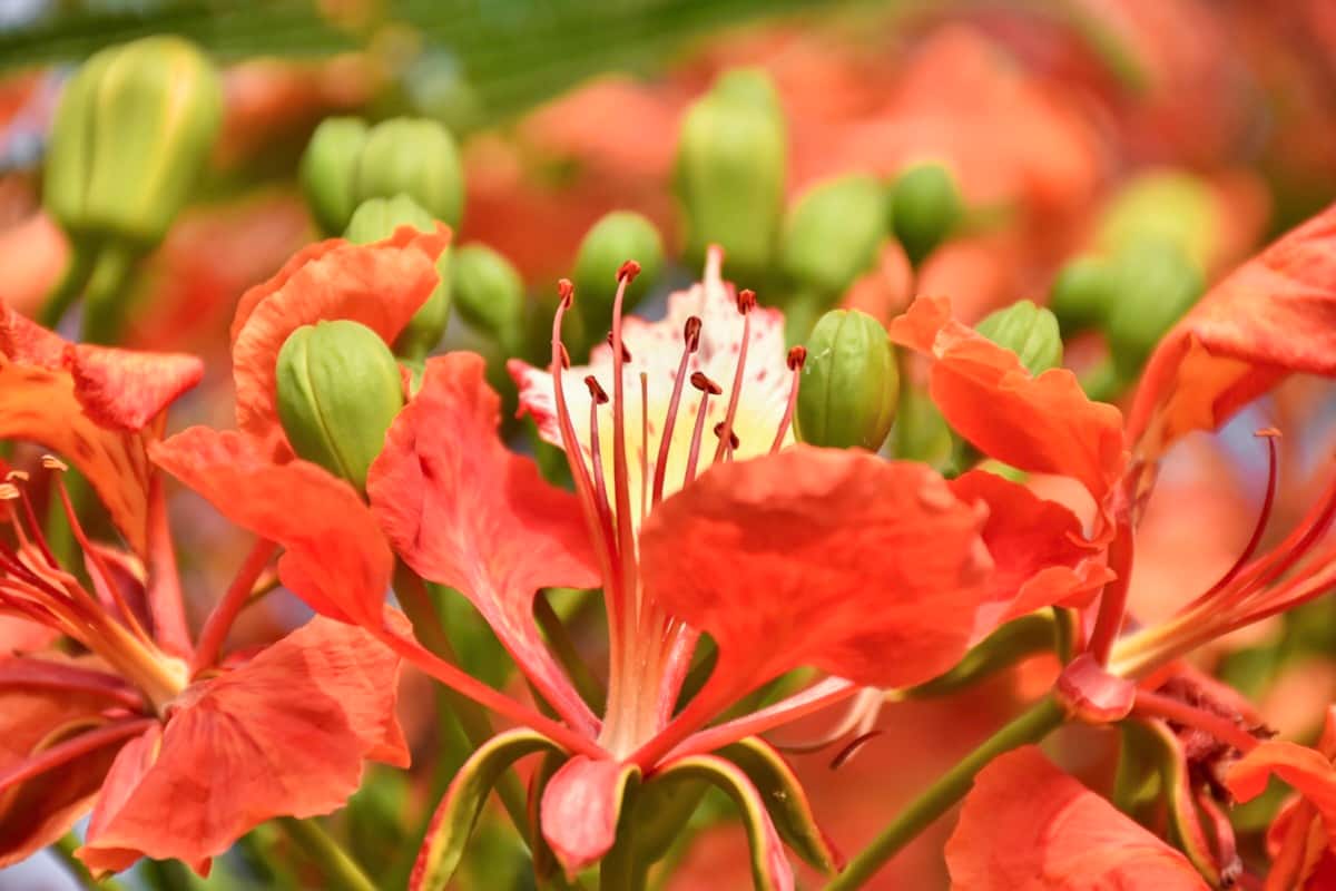 How to Grow and Care for Royal Poinciana