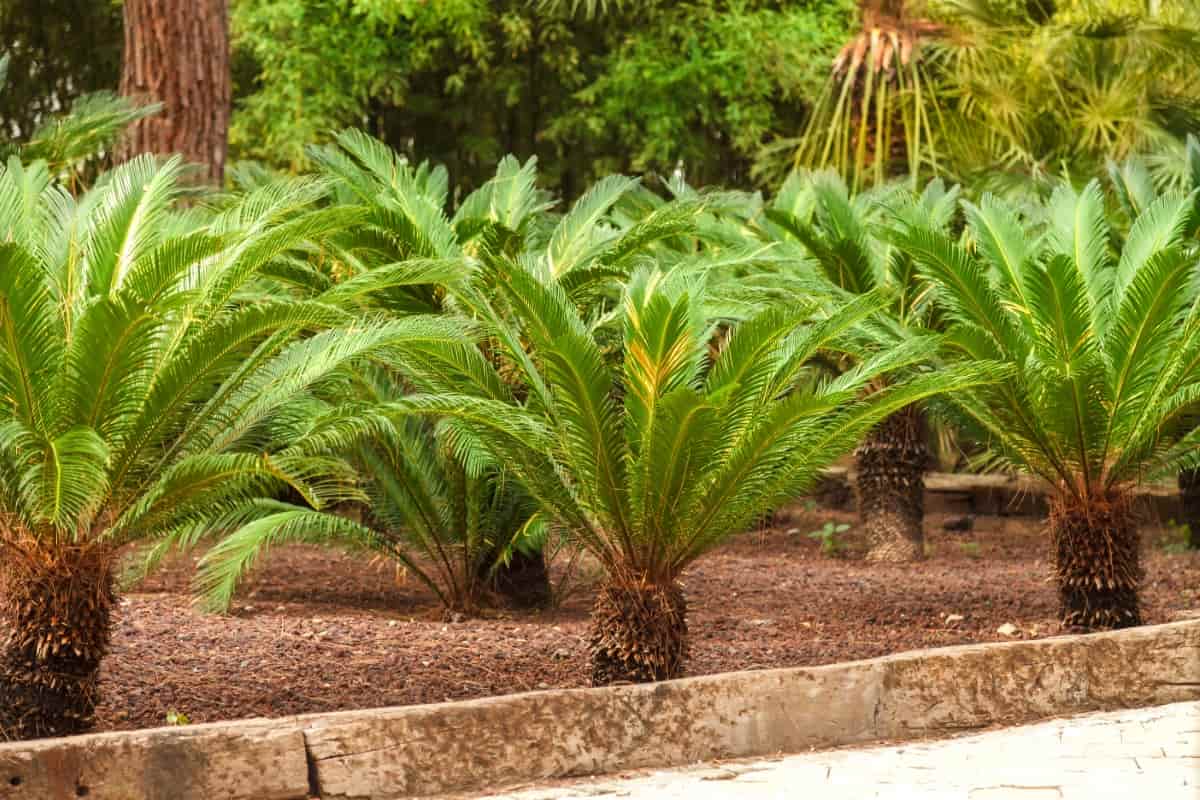 How to Grow and Care for Sago Palm