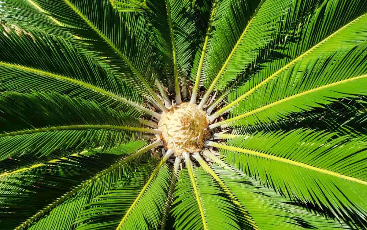 Green Sago Palm